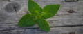 Oregano Öl Ratgeber – Larovea